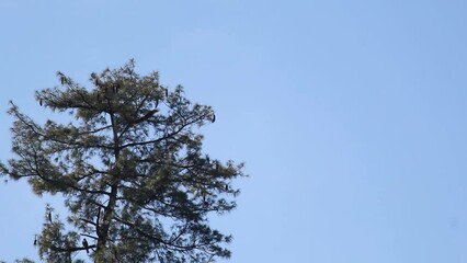 Wall Mural - Hand held shot of an eagle flying in the sky in front of the Pine Trees in mountains at Manali in Himachal Pradesh, India. Eagle looking for its prey while flying in the sky. 