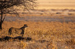 Cheetah looking over Etosha plains with overhanding tree branches