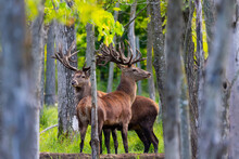 European Red Deer (Cervus Elaphus) In Rut, It Is Fourth  The Largest Deer Species