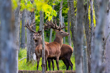 Fototapete - European red deer (Cervus elaphus) in rut, it is fourth  the largest deer species