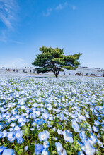 Baby Blue Eyes Nemophila Flowers In Spring At The Hitatchi Seaside Park, Ibaraki Prefecture, Japan	