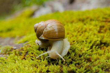 Snail on the old tree trunk.