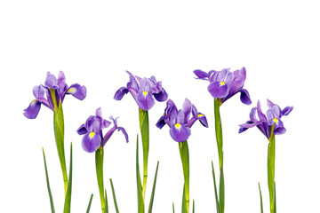 Wall Mural - Violet Irises xiphium (Bulbous iris, sibirica) on white background with space for text. Top view, flat lay. Holiday greeting card for Valentine's Day, Woman's Day, Mother's Day, Easter!