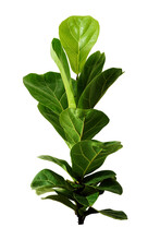 Green Tree Leaves Of Fiddle Fig Or Ficus Lyrata Isolated On White. Fiddle-leaf Fig Tree The Popular Ornamental Houseplant Air Purifying Plants For Home Tropical Minimal Design With Health Benefits.