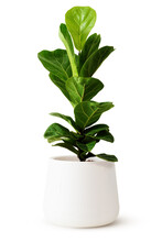 Green Leaves Of Fiddle Fig Or Ficus Lyrata In White Plastic Pots Isolated On White. Fiddle-leaf Fig Tree Popular Ornamental Houseplant Air Purifying For Home Tropical Minimal Design Health Benefits