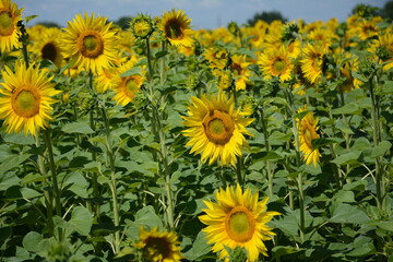  field of sunflowers
