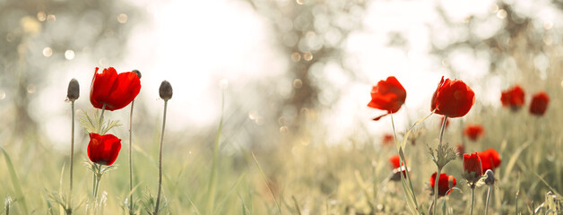 photo of red poppy in the green field at sun light