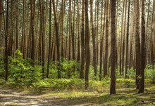 Dark Wood Of Coniferous Trees In A Summer Day. Nature Background.
