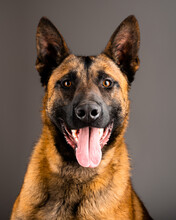Belgian Malinois Shepard Studio Portrait. Protective Dog Isolated On The Neutral Backdrop. Pets Photo Session In The Studio. K9 Trained Police Dog.