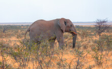 African Elephant Moving In Ethosa National Park Namibia On Yellow Grass Savanna - Namibia, Africa