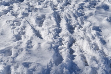 Canvas Print - Tracks in Snow