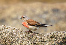 A Common Linnet On Rock