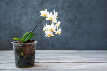 White Mini Orchid In A Pot. Hobbies, Floriculture, Home Flowers, Houseplants