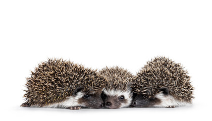 Fototapete - Three adorable ful mask hedgehog babies on a row. Isolated on a white background.