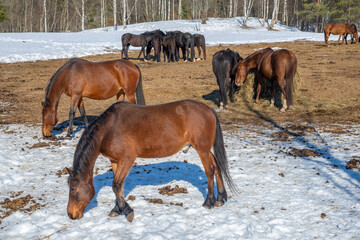 Horses in a paddock on a farm on a sunny March day