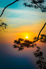 Wall Mural - silhouette of tree in sunset