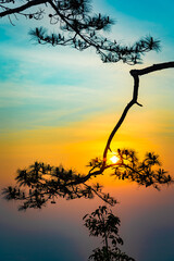 Wall Mural - silhouette of tree on sunset