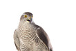Birds of prey - Young northern goshawk