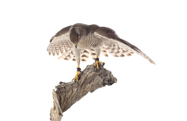 Wall Mural - Birds of prey - Young northern goshawk