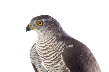 Wall Mural - Birds of prey - Young northern goshawk