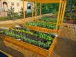 ogród warzywny 