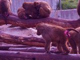 Fototapeta Zwierzęta - małpa koczkodan zwierzę dzika natura fauna człekokształtne