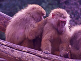 Fototapeta Zwierzęta - małpa koczkodan zwierzę dzika natura fauna człekokształtne