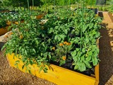 ogród warzywny 