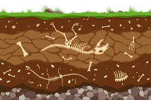 Soil Layers With Bones. Surface Horizons Of The Soil With The Fossil Skeleton Of Reptiles. Upper Layer Of The Earth Structure With A Mixture Of Organic Matter And Stones. Paleontological Background