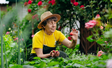 Senior woman gardener in a hat works in her yard and grows and harvests strawberries. The concept of gardening, farming and strawberry growing