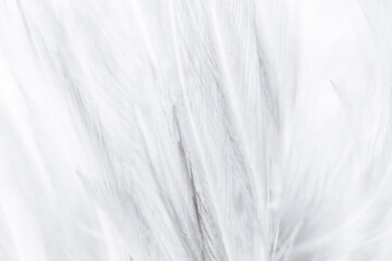 Wall Mural - white macro feathers,White feather texture background, free space to add text or baby products and more.