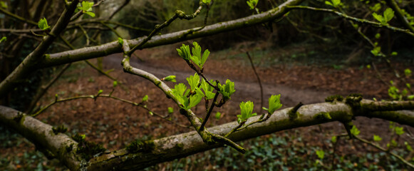 Wall Mural - buds on a branch 