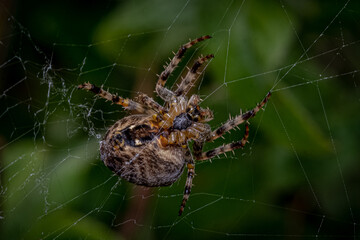 spider on a web