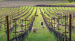 A flock of sheep grazes in the vineyard