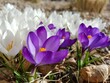 beautiful crocuses in manu colors, firts sign of the spring