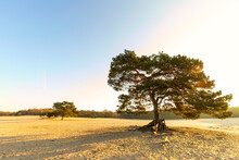 Sunrise On Sand Drift Soesterduinen In The Dutch Province Of Utrecht With Rays Of Rising Sun Shining Through Tree Crown Of Scots Pine, Pinus Sylvestris, With Exposed Roots