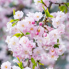 Wall Mural - Close up of a cherry blossom tree during spring season