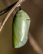 Monarch Butterfly Chrysalis Green in Garden