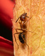 Carpenter Ant pest control insect