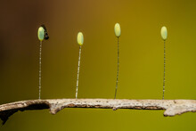 Lacewing Eggs In A Line