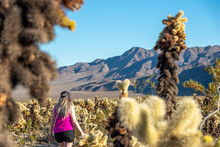 Hiker In Joshua Tree National Park In A Field Of Cholla Cactus On Beautiful Sky Day With Woman In Bright Pink Shirt. 