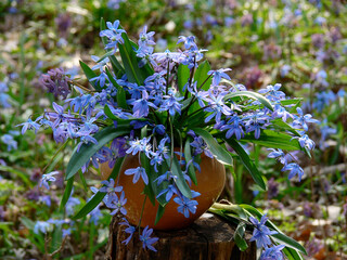 Wall Mural - The first spring flowers of the bluebell and corydalis in vases against the backdrop of a spring forest.