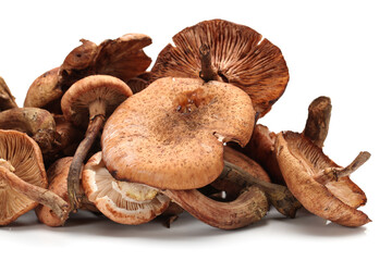 Hazel mushroom on white background .