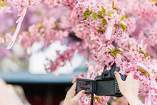 写真を撮る　河津桜を撮る　花を撮る