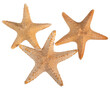 © jcsmilly - Group of seashell starfish top view isolated on white background with clipping path