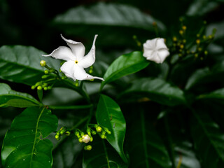 Wall Mural - Bunch of Gardenia Flowers Blooming