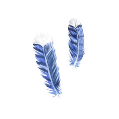 A set of watercolor bird feathers. Blue jay feathers, plumage illustration. Two elements on a white background. Suitable for postcards, design, packaging, textiles, printing, clothing, mugs, vases.