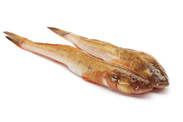 Wall Mural - fresh flathead fish on white background