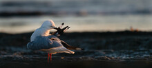 Backlit Seagull Preening Its Wing Feathers At Sunrise, Panorama Format.