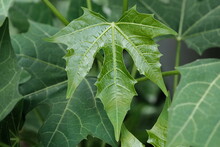 Close Up Chaya Leaves Or Chiscasquil Leaves